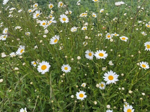 oxeye daisy wildflowers