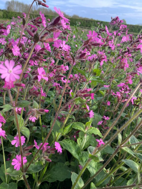 red campion - Silene dioica