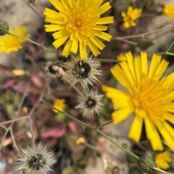 spotted hawkweed for sale online