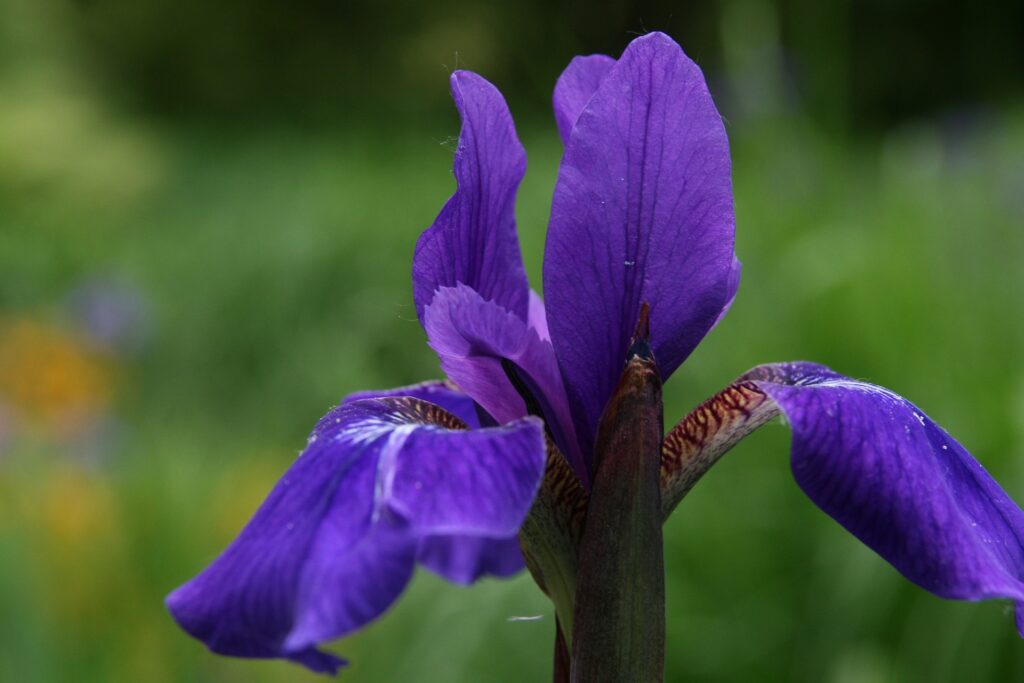 siberian iris - Sebirica Iris