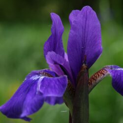 siberian iris - Sebirica Iris