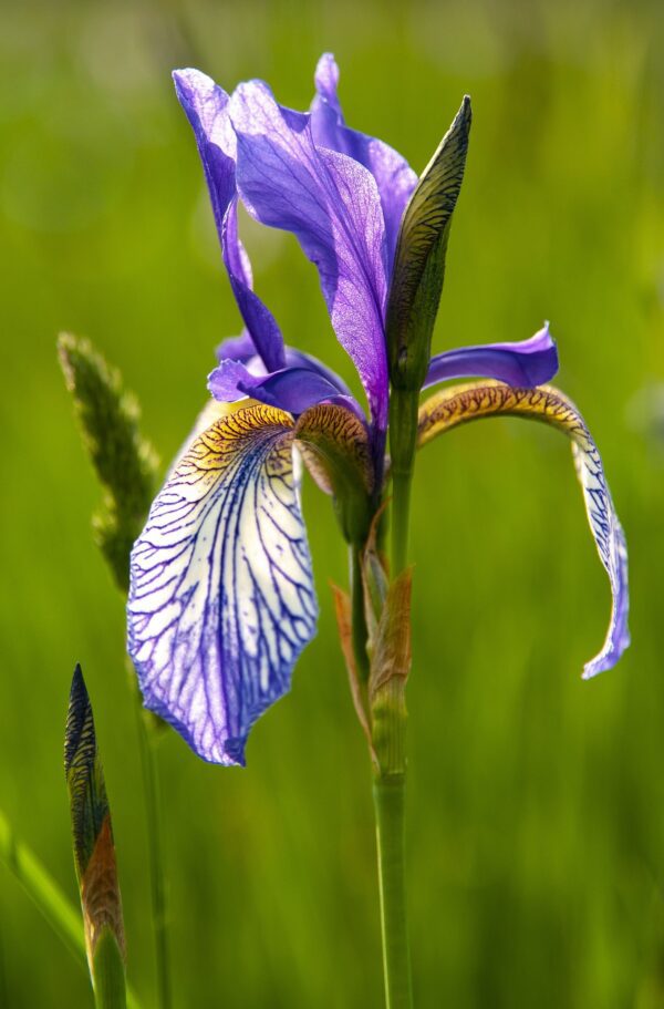 siberian iris for sale online