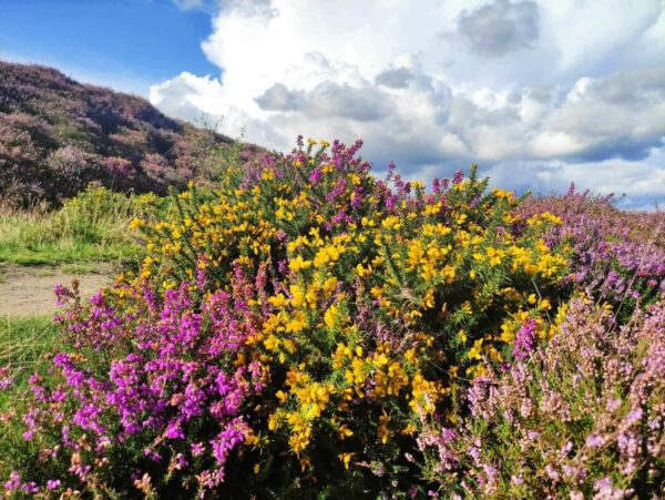 gorse and heather wildflowers