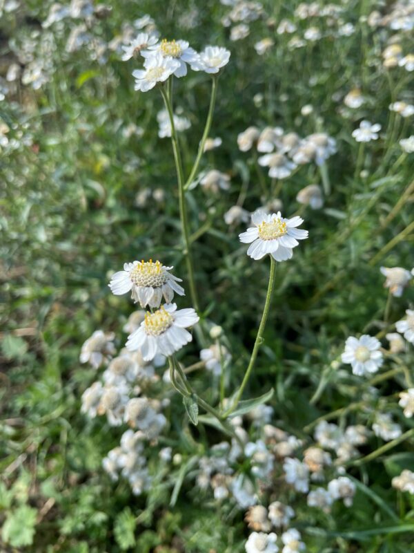 sneezewort wildflowers