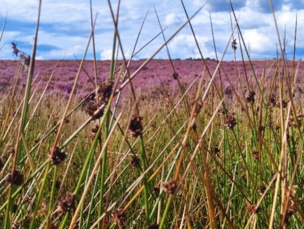 soft rush and heather plants