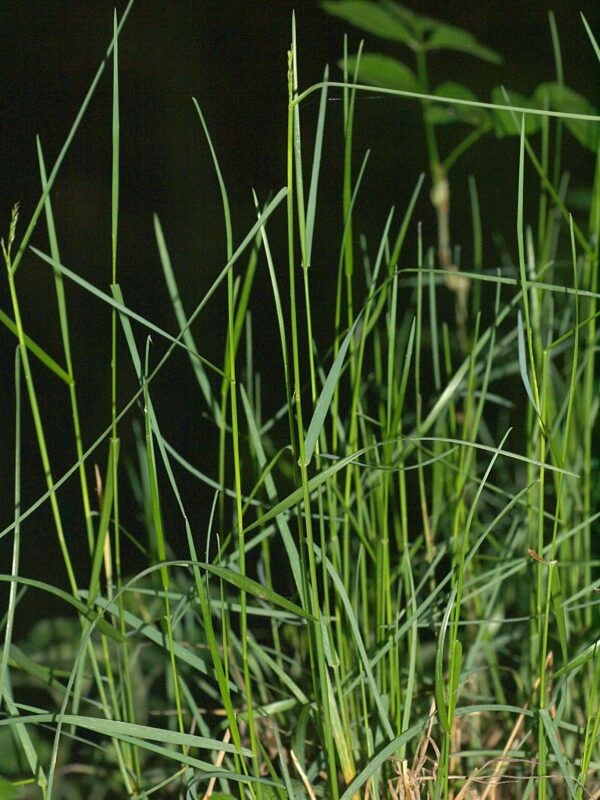 wood meadowgrass for sale