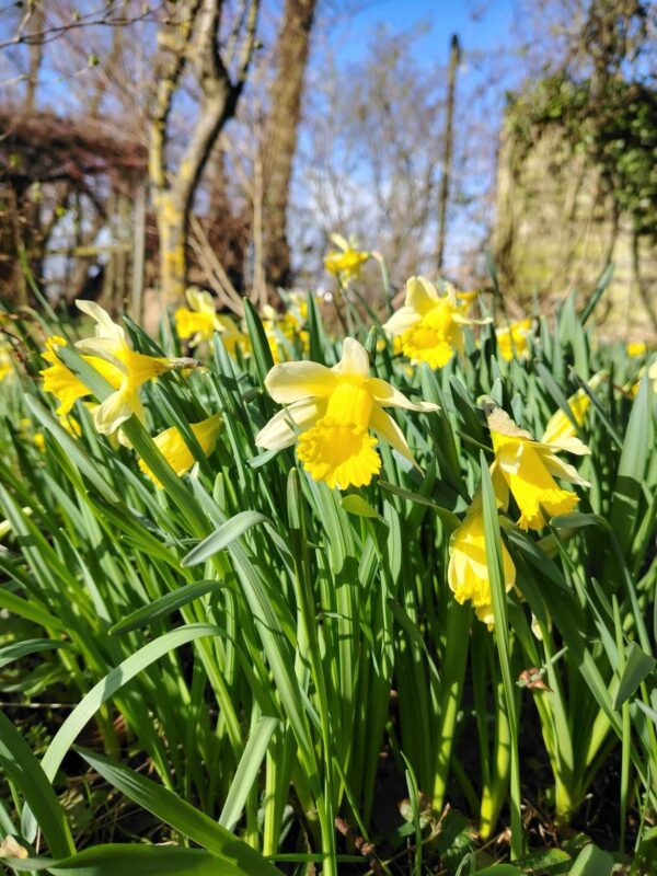 see our wild daffodils in bloom, why not buy your very own daffodils from our plant nursery