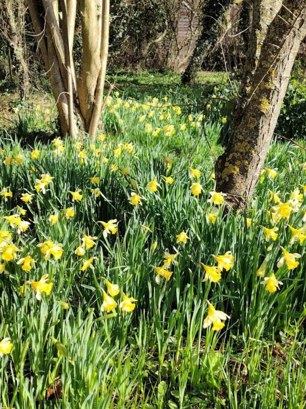 come and visit our tearoom in Nottingham and see the wonderful display of daffodils this time of year
