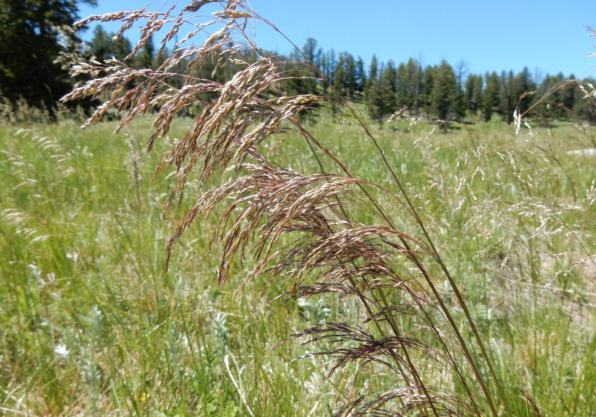 Tufted Hairgrass - Deschampsia Cespitosa